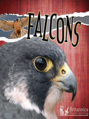 cover image of Falcons